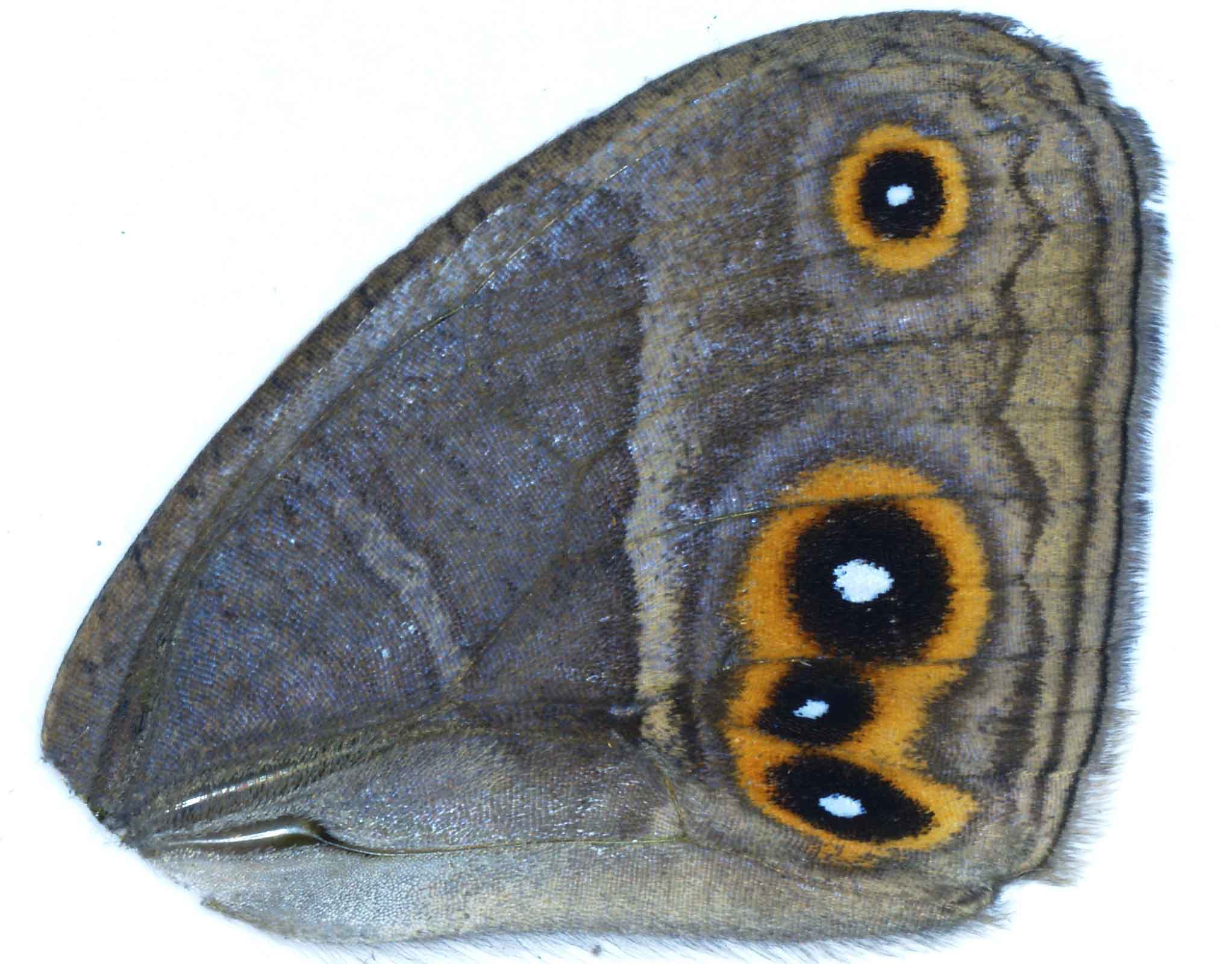 Butterfly CRISPR