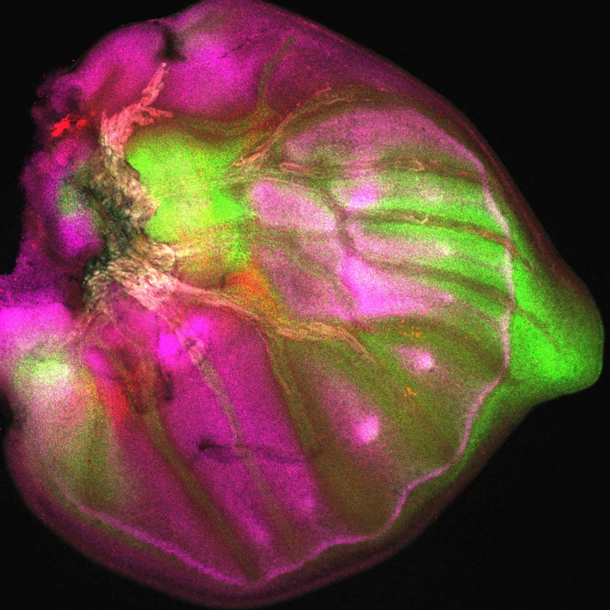 Butterfly Larval FISH