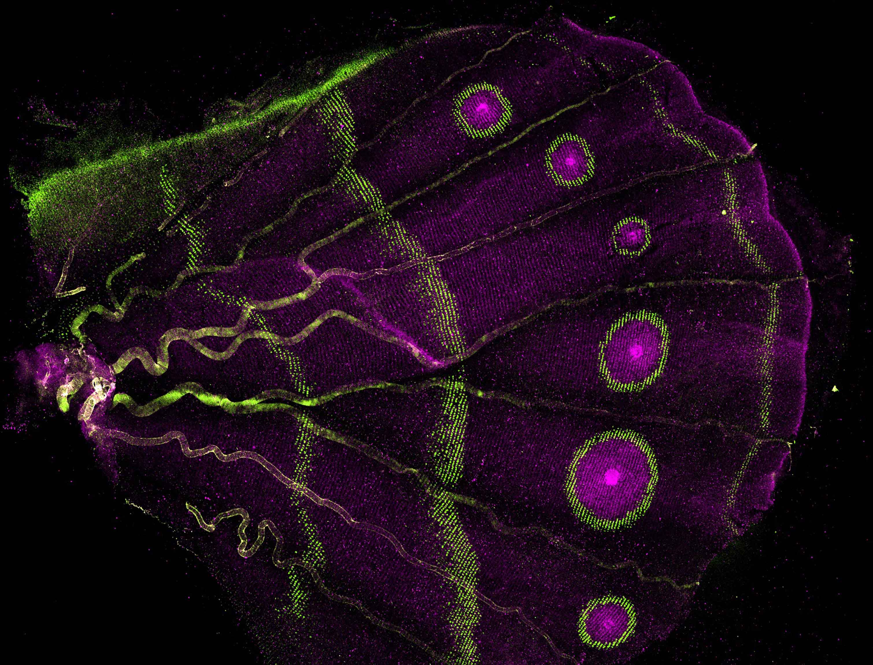 Butterfly Pupal FISH