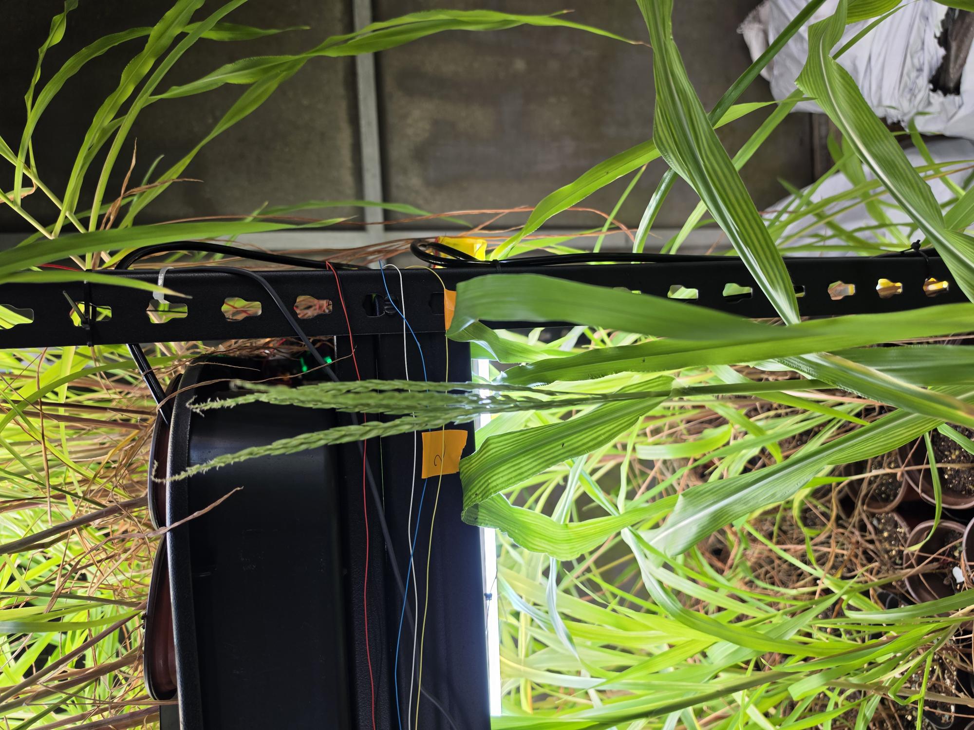 Corn 15