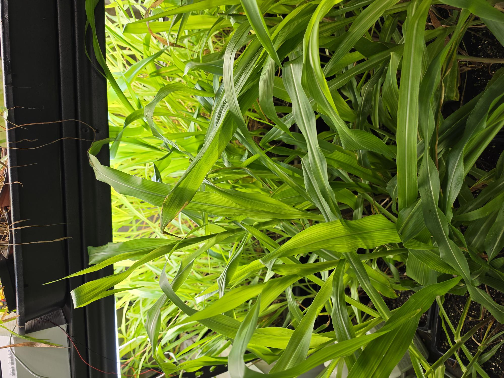 Corn 16