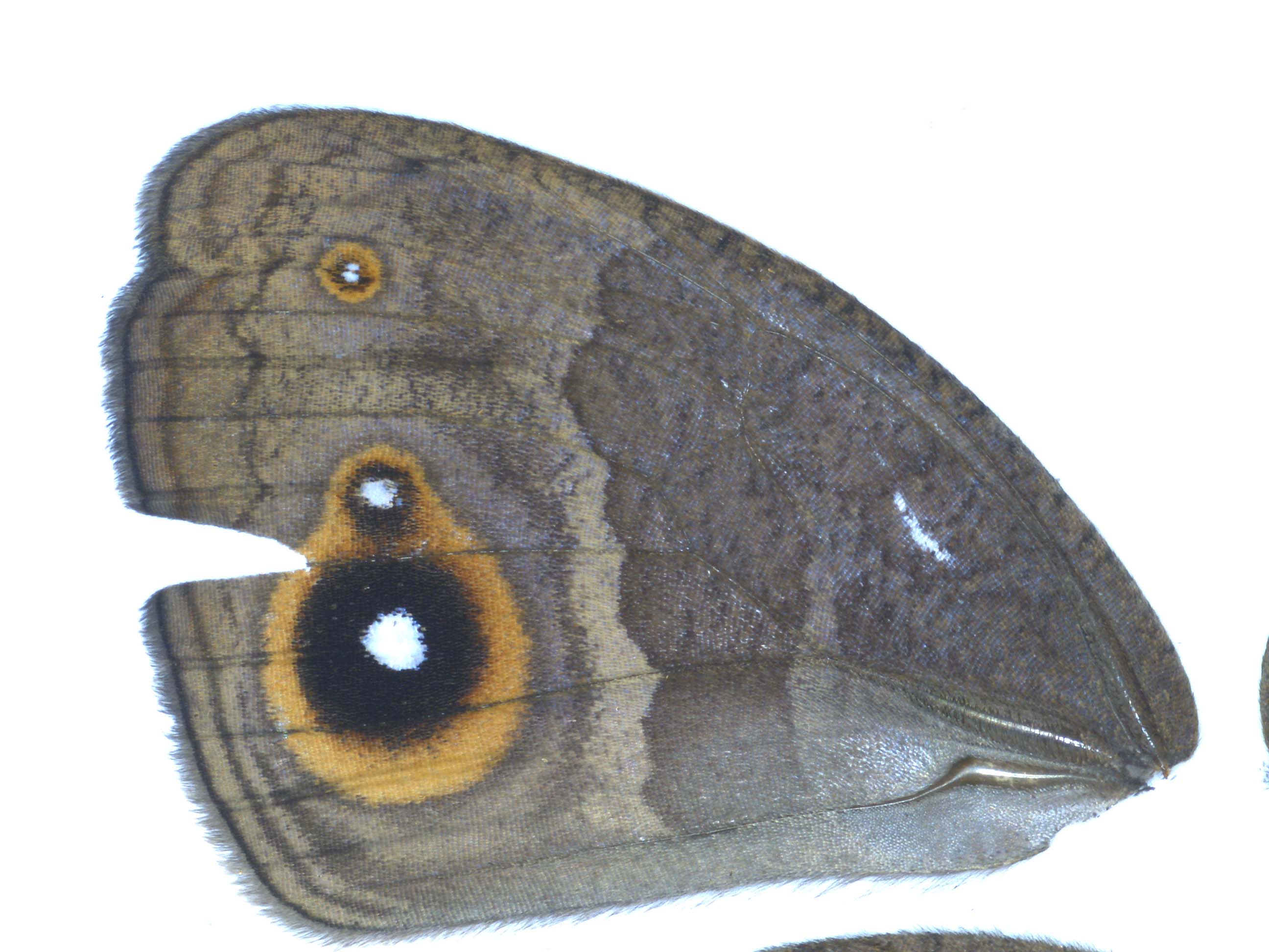 Armadillo 4