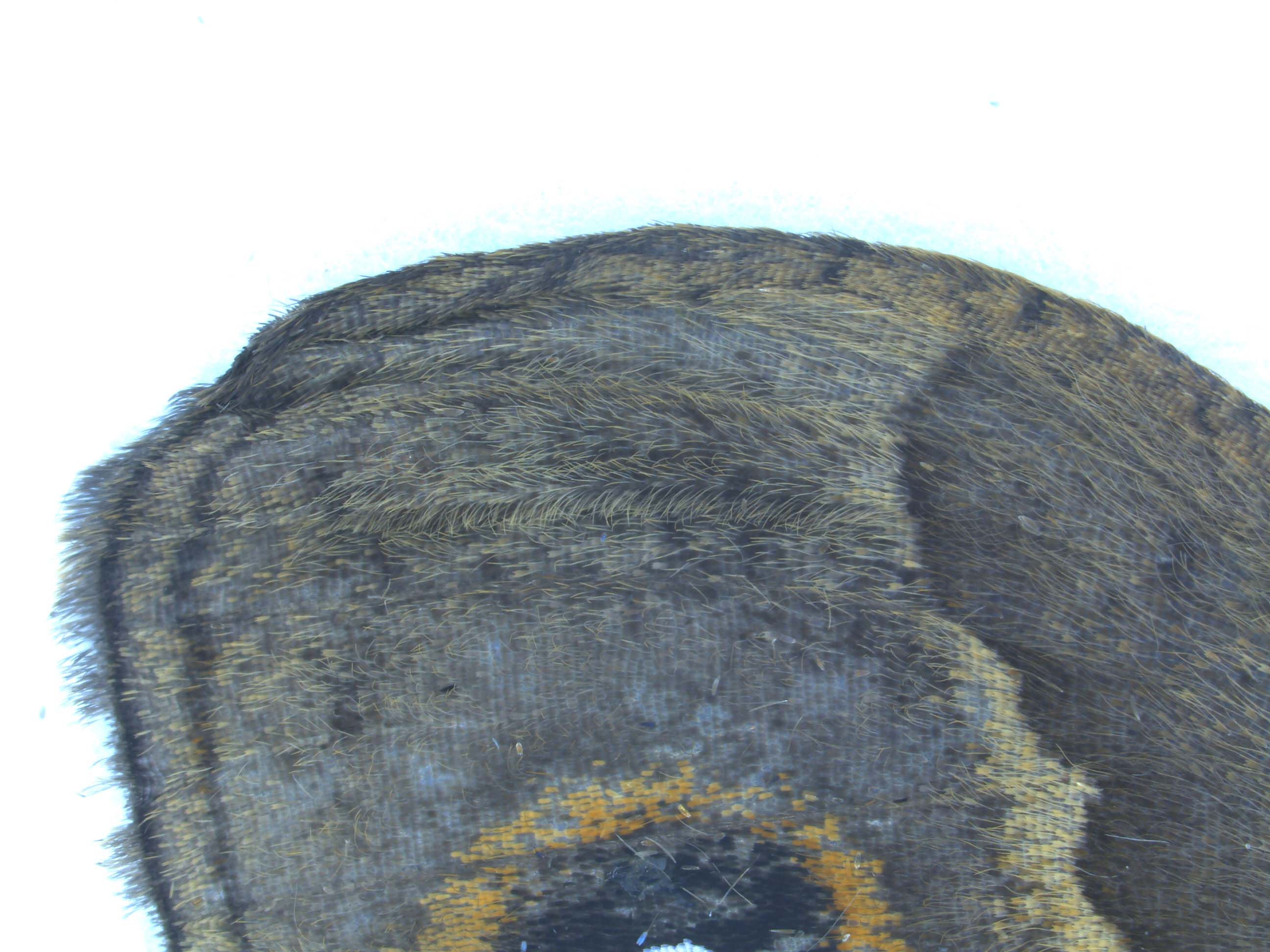 Armadillo 5