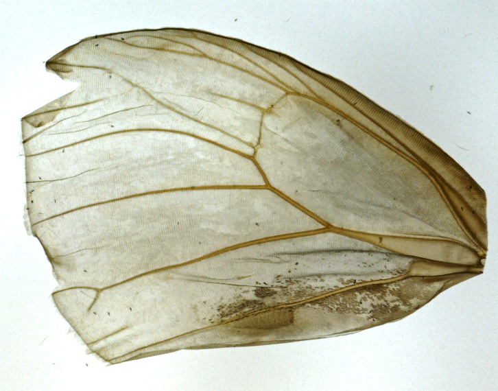 spalt 18