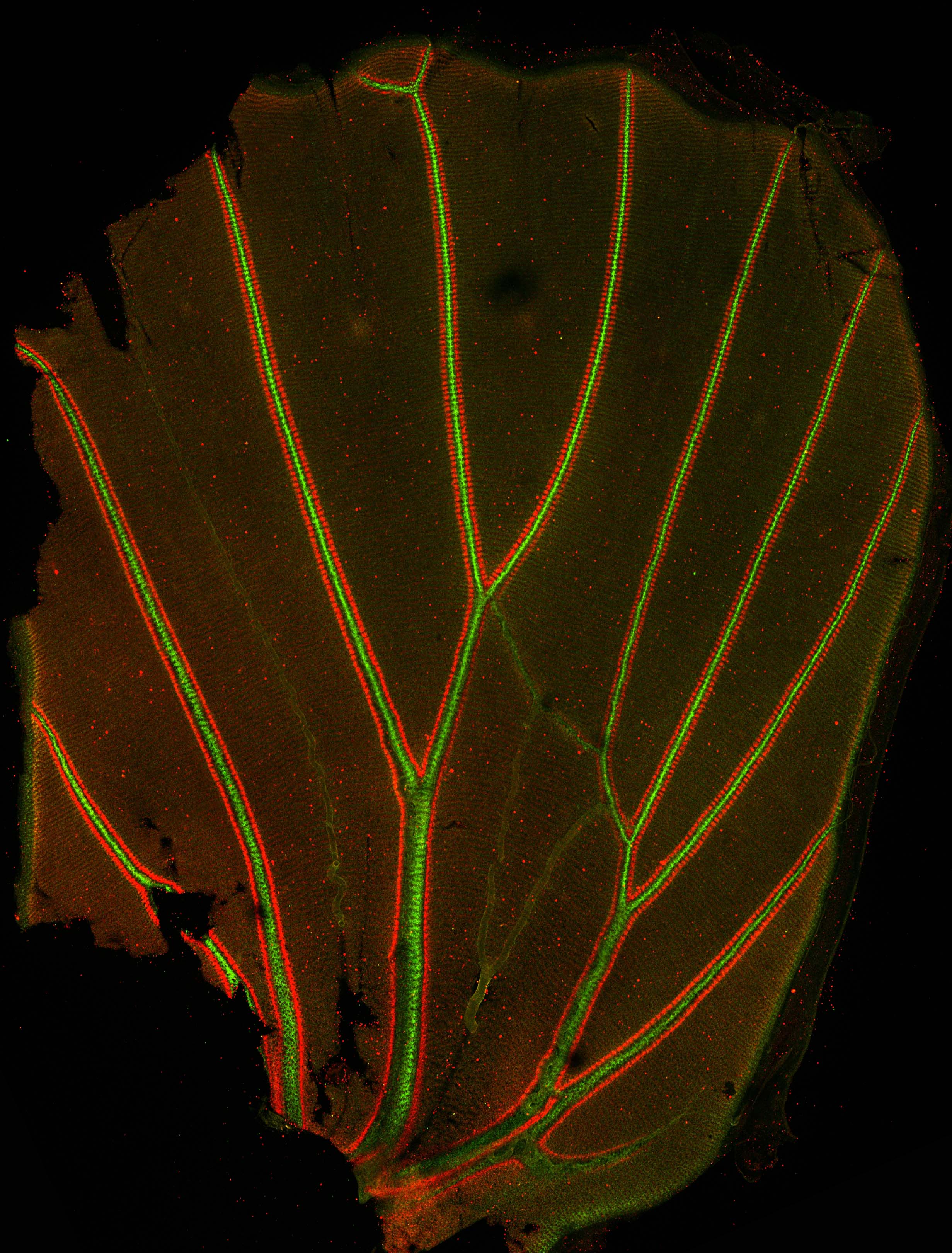 Multiplex FISH 0
