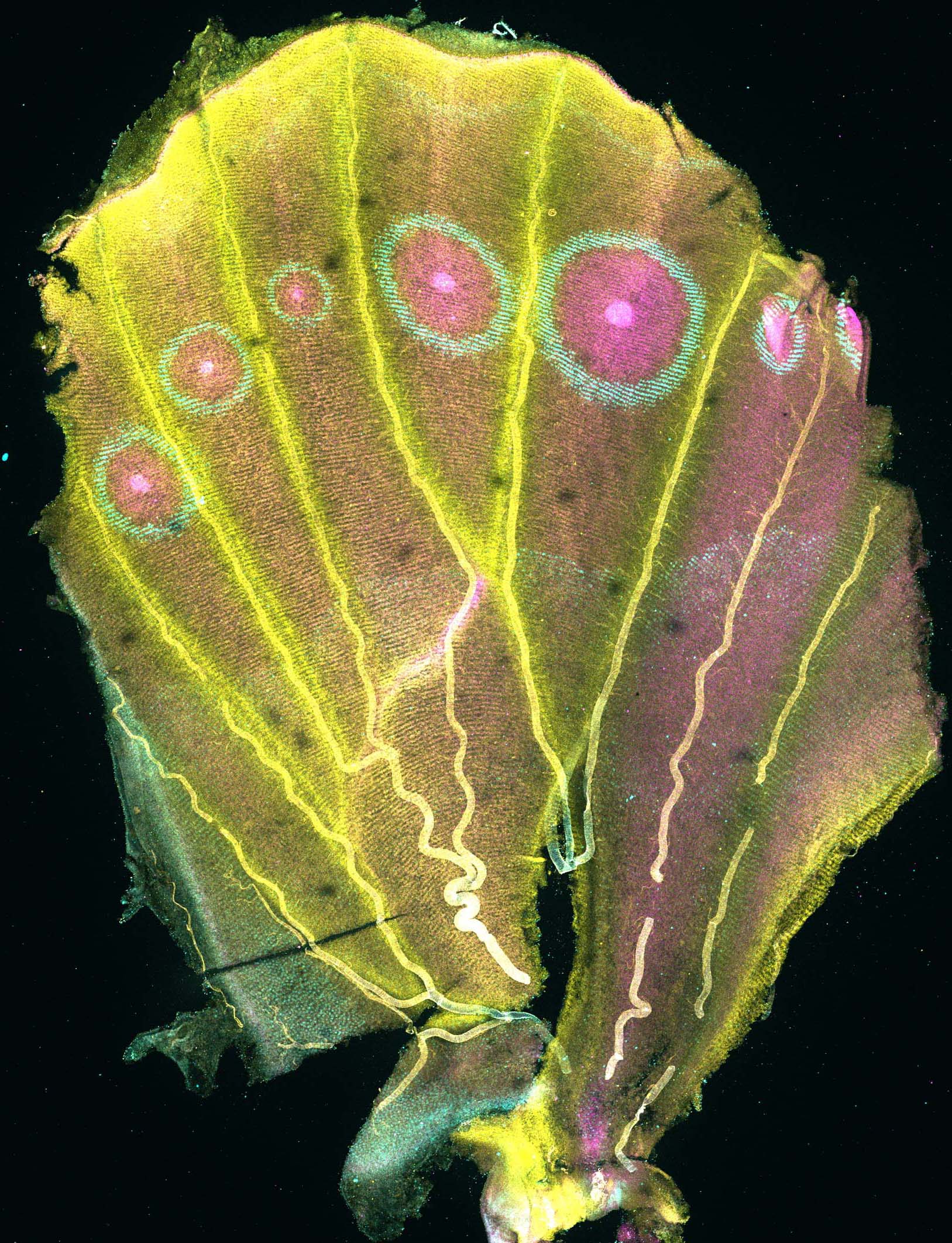 Multiplex FISH 7
