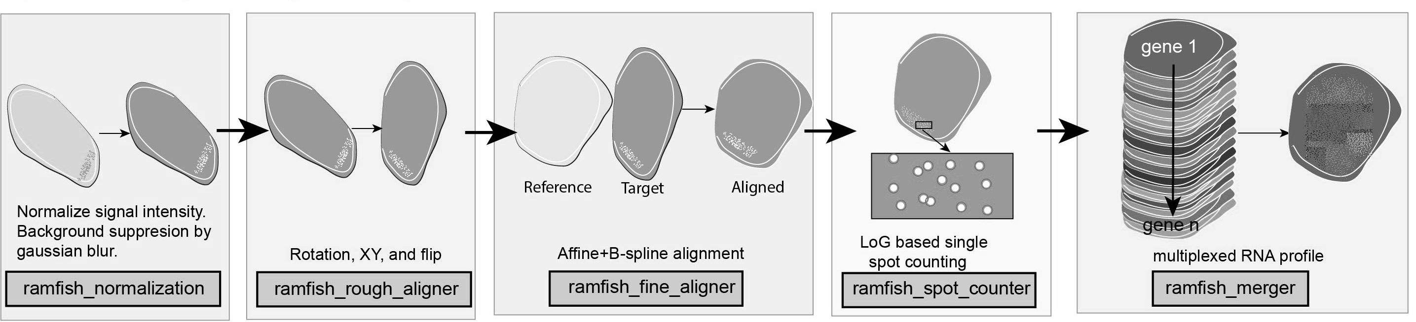 RAM-FISH Software Suite Workflow