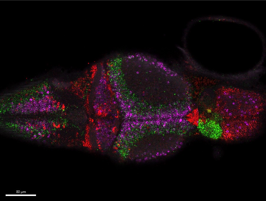 Zebrafish 20