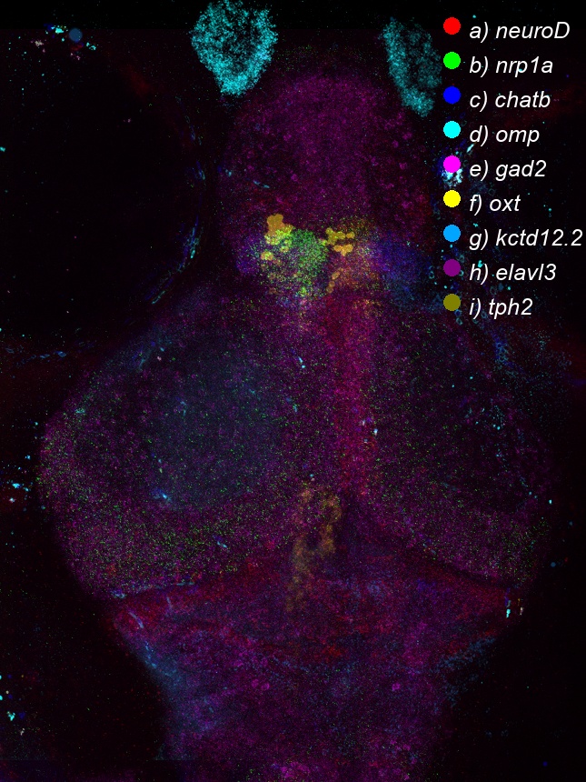 Multiplex FISH and spatial transcriptomics